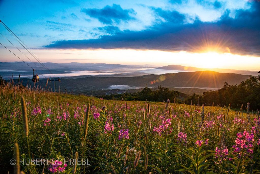 Sunrise & Flowers on Stratton Mountain