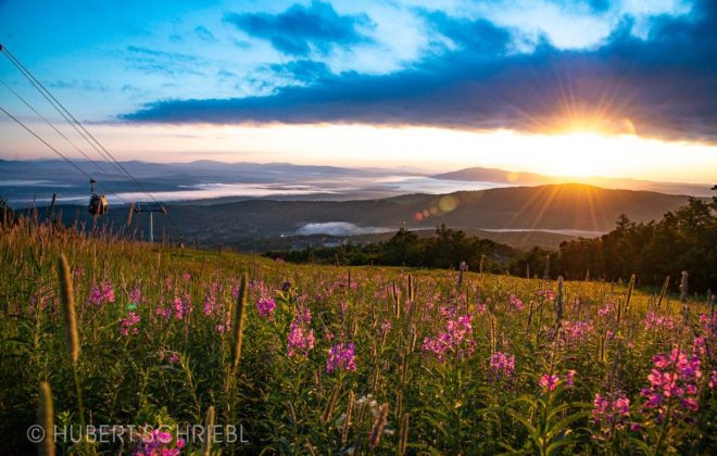 Sunrise & Flowers on Stratton Mountain