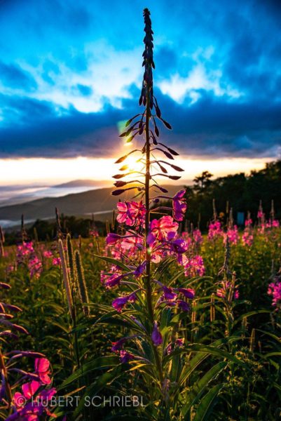 Flowers during a sunrise seen from Stratton Mountain
